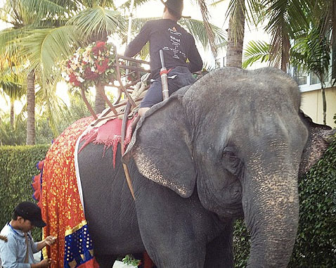 En indisk bröllopselefant i Hua Hin